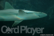 Shark at the Atlantis Aquarium