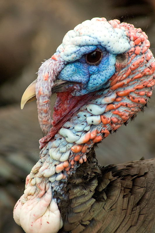 Bodog Turkey Bodog Turkey