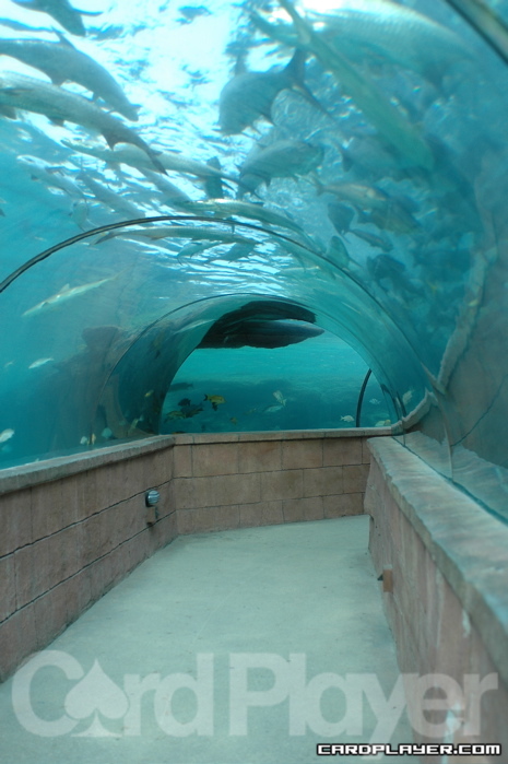 Atlantis Aquarium Atlantis Aquarium