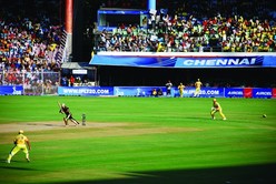 Cricket Cricket