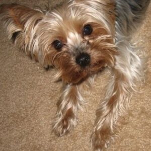 PokerStars Keeps Guinness World Record