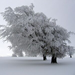 Festive Poker Offerings from PaddyPowerPoker.com