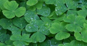 Three Irish Poker Open Packages To Be Won Tonight