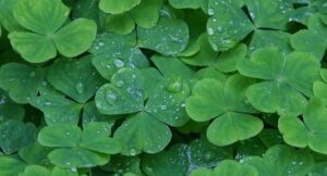 Irish Winter Poker Festival Schedule Announced