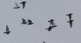 PETA: Firm Supplied Pigeons To Gambling Syndicate