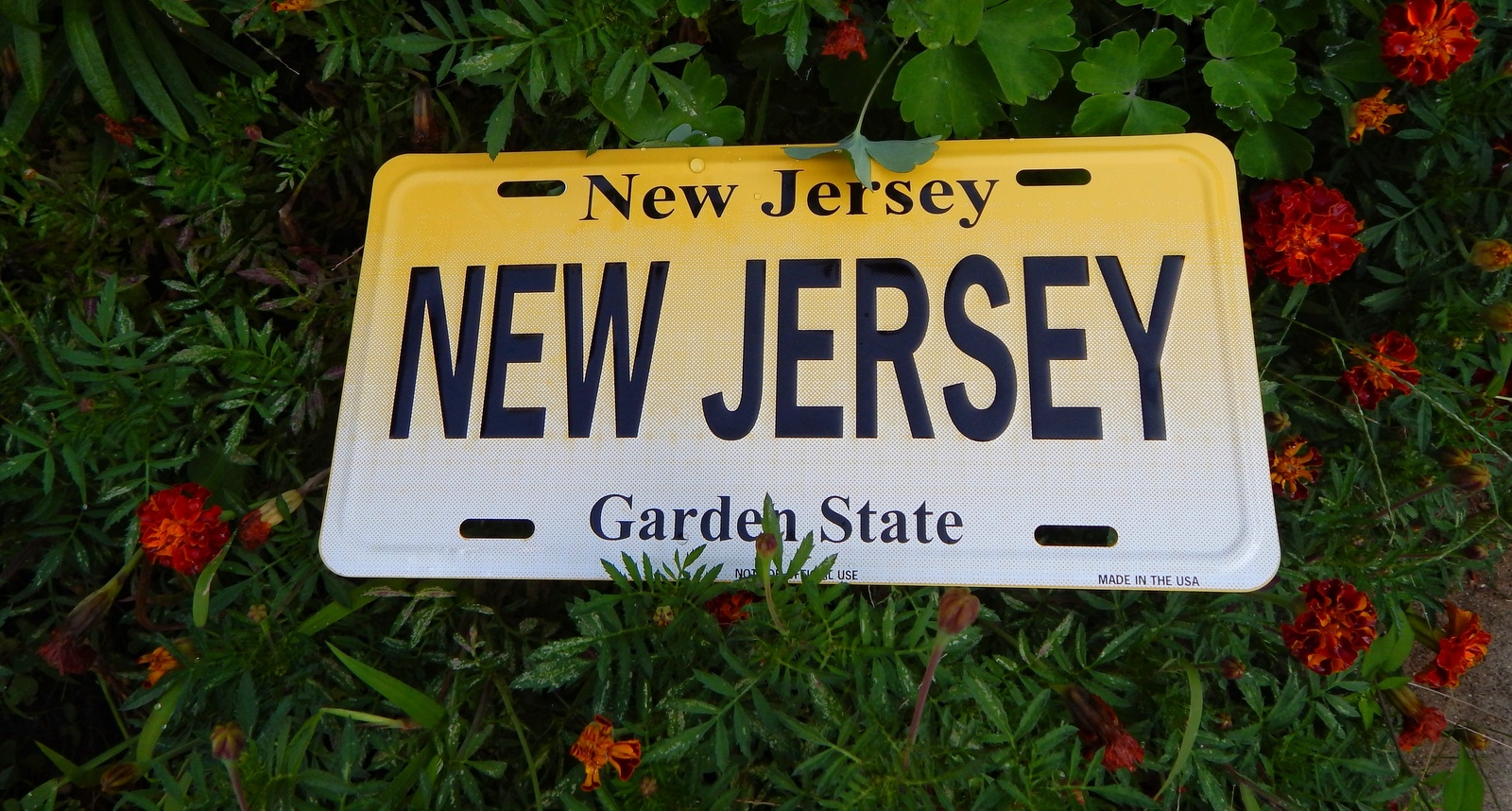 A picture of a New Jersey license plate