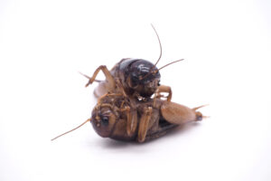 Michael Kaplan: Betting On Bug Fights In Thailand