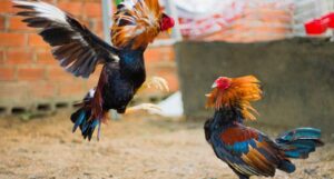 Bettors In Baseball Scandal Says Texts Were About Cockfighting