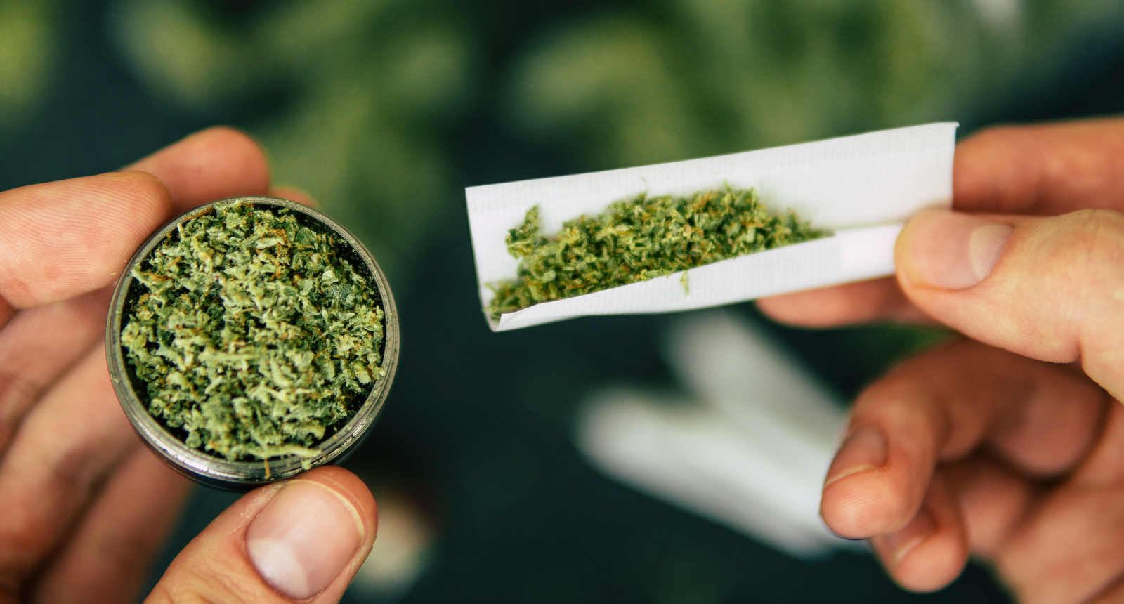 A picture of cannabis