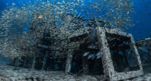 A picture of a fish in an artificial reef